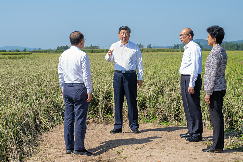 9月6日至8日，，，，中共中央总书记、国家主席、中央军委主席习近平在黑龙江考察。。。。这是7日上午，，，，习近平在遭受洪涝灾难的哈尔滨尚志市老街基乡龙王庙村，，，，观察水稻受灾情形。。。。