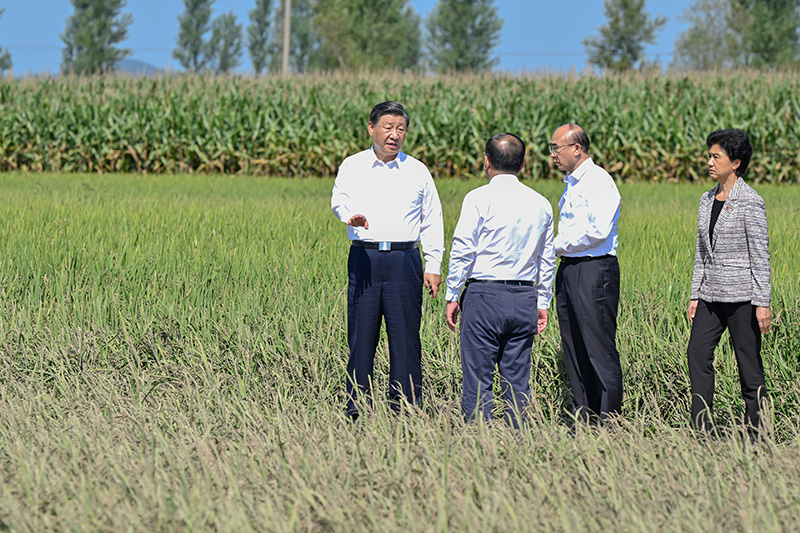 9月6日至8日，，，，中共中央总书记、国家主席、中央军委主席习近平在黑龙江考察。。。。这是7日上午，，，，习近平在遭受洪涝灾难的哈尔滨尚志市老街基乡龙王庙村，，，，观察水稻受灾情形。。。。